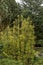 Japanese plum-jew Cephalotaxus harringtonii Korean Gold, small tree